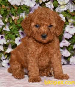 ÇİFTLİKTEN ORİJİNAL TOY POODLE YAVRULARI 4