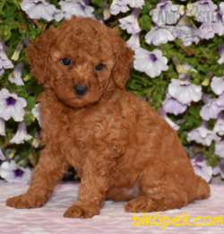 ÇİFTLİKTEN ORİJİNAL TOY POODLE YAVRULARI 2
