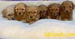 ÇİFTLİKTEN ORİJİNAL TOY POODLE YAVRULARI 3