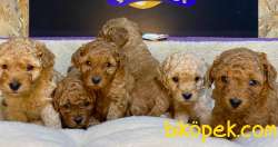 ÇİFTLİKTEN ORİJİNAL TOY POODLE YAVRULARI 1