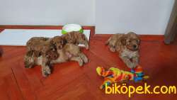 ÇİFTLİKTEN ORİJİNAL TOY POODLE YAVRULARI 4
