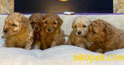 ÇİFTLİKTEN ORİJİNAL TOY POODLE YAVRULARI 2