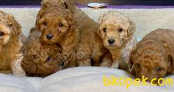 ÇİFTLİKTEN ORİJİNAL TOY POODLE YAVRULARI 5
