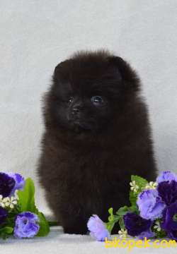 ÇİFTLİKTEN POMERANİAN BOO YAVRULARI 5
