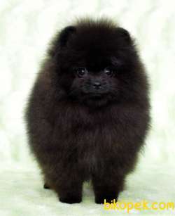 ÇİFTLİKTEN POMERANİAN BOO YAVRULARI 4