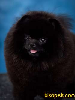 ÇİFTLİKTEN POMERANİAN BOO YAVRULARI 2