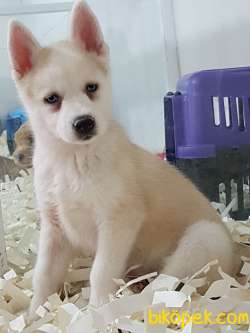 Çiftlıkten Sibirya Kurdu Husky 4