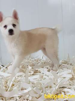 Çiftlıkten Sibirya Kurdu Husky 2