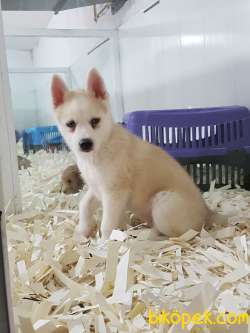 Çiftlıkten Sibirya Kurdu Husky 1