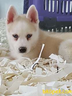 Çiftlıkten Sibirya Kurdu Husky 3