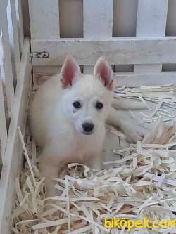 ÇİFTLİKTEN SİBİRYA KURDU HUSKY YAVRULARI 5