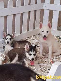ÇİFTLİKTEN SİBİRYA KURDU HUSKY YAVRULARI 1