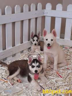 ÇİFTLİKTEN SİBİRYA KURDU HUSKY YAVRULARI 2
