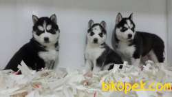 ÇİFTLİKTEN SİBİRYA KURDU HUSKY YAVRULARI 4