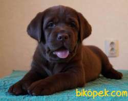Cikolata Bebek Labrador Yavrularimiz 3