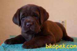 Cikolata Bebek Labrador Yavrularimiz 2