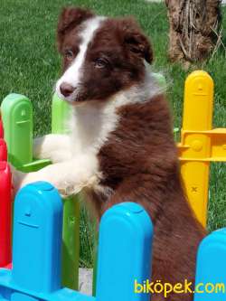 Çikolata Border Collie Yavrularımız 3