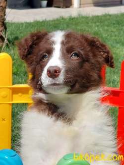 Çikolata Border Collie Yavrularımız