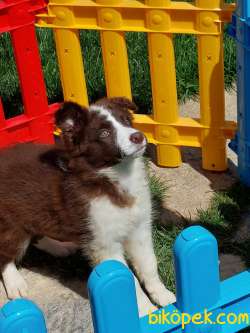 Çikolata Border Collie Yavrularımız 4