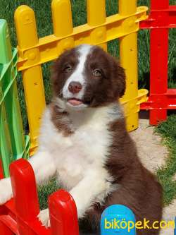 Çikolata Border Collie Yavrularımız 4