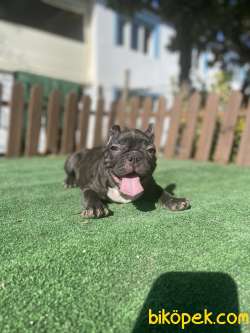 Cikolata Brindle Erkek French Bulldog Yavrumuz 1