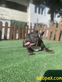 Cikolata Brindle Erkek French Bulldog Yavrumuz 3