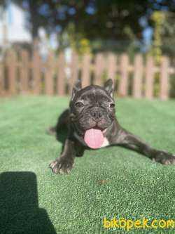 Cikolata Brindle Erkek French Bulldog Yavrumuz 2