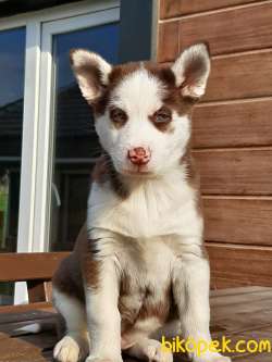 ÇİKOLATA Husky (sıbırya Kurdu) Yavruları 2