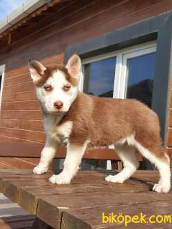 ÇİKOLATA Husky (sıbırya Kurdu) Yavruları 3