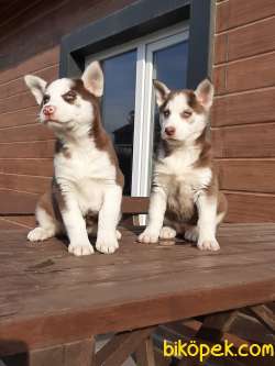 ÇİKOLATA Husky (sıbırya Kurdu) Yavruları 4