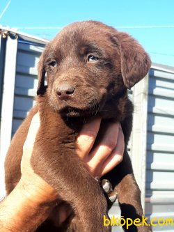 Çikolata Kahve LABRADOR RETRIEVER YAVRULARIMIZ 2