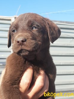 Çikolata Kahve LABRADOR RETRIEVER YAVRULARIMIZ 3