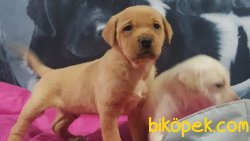 CİKOLATA_KARAMEL LABRADOR RETRIEVER YAVRULARIMIZ 2
