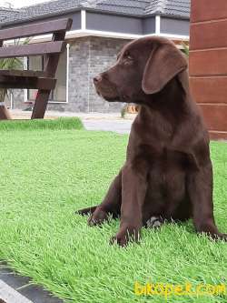 Çikolata LABRADO RETRİEVER YAVRULARI 3