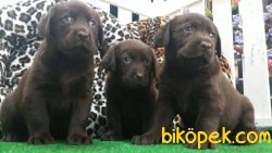 Cikolata Labrador 3