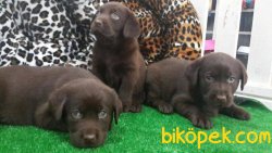 Cikolata Labrador 2