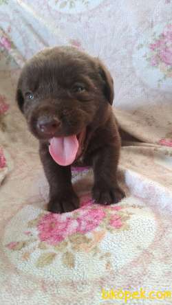 Çikolata Labrador Retriever Bebeklerimiz 3