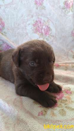 Çikolata Labrador Retriever Bebeklerimiz