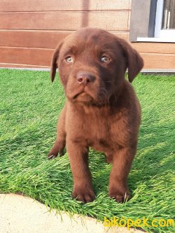 Çikolata Labrador Retriever Yavruları 2
