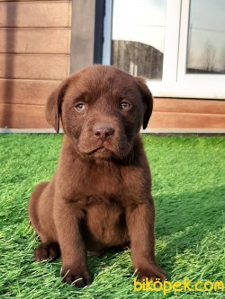 Çikolata Labrador Retriever Yavruları 4