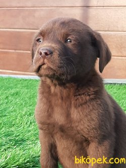 Çikolata Labrador Retriever Yavruları 2