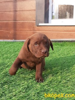 Çikolata Labrador Retriever Yavruları 1