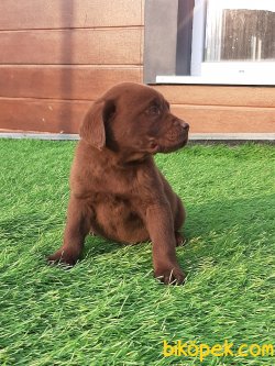 Çikolata Labrador Retriever Yavruları 3