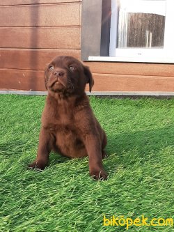 Çikolata Labrador Retriever Yavruları 4