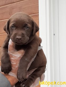 Çikolata LABRADOR RETRIEVER YAVRULARI 1