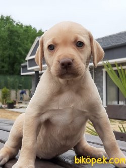 A KALITE BEYAZ LABRADOR RETRIEVER YAVRULARI 4