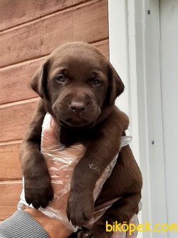 Çikolata Labrador Retriever Yavruları 1