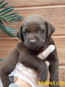 Çikolata Labrador Retriever Yavruları 2
