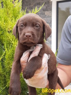 Çikolata LABRADOR RETRIEVER YAVRULARI 3