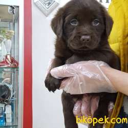 Çikolata Labrador Retriever Yavruları 3